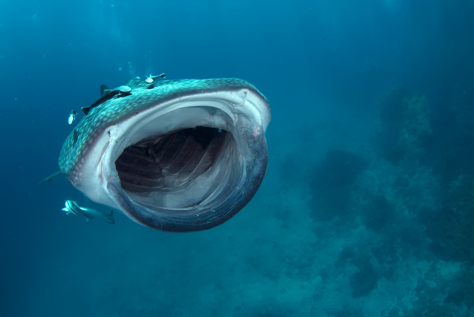 Whale Shark