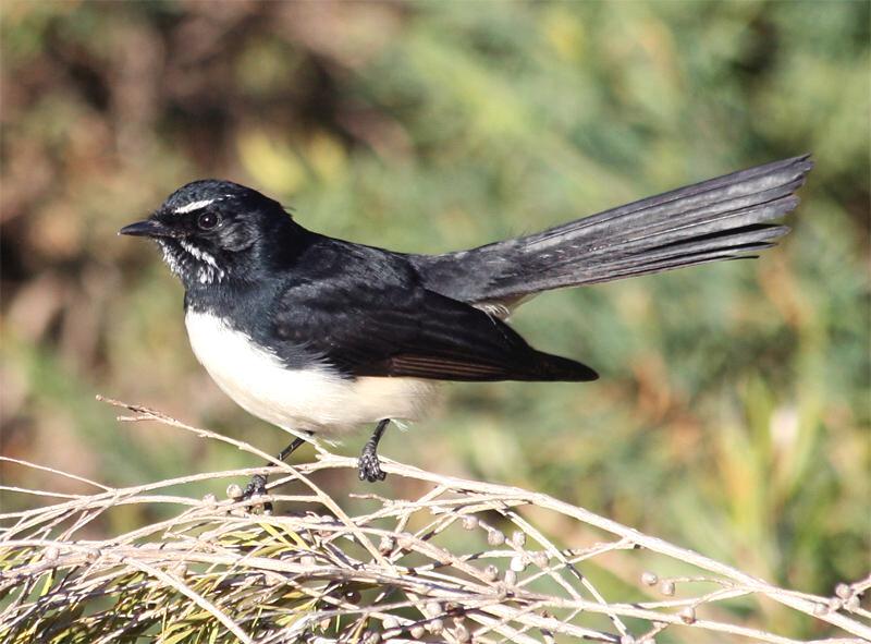 The Story of Willie Wagtail