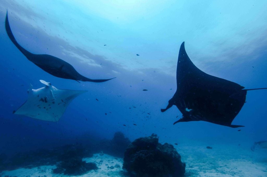 Diving With Manta Rays