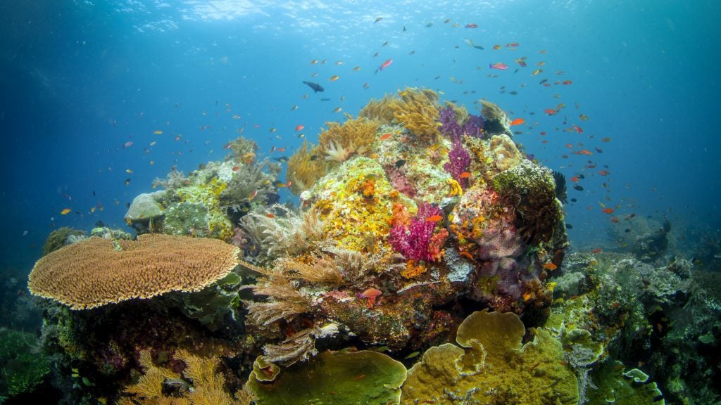 The Stunning Coral Gardens of Raja Ampat