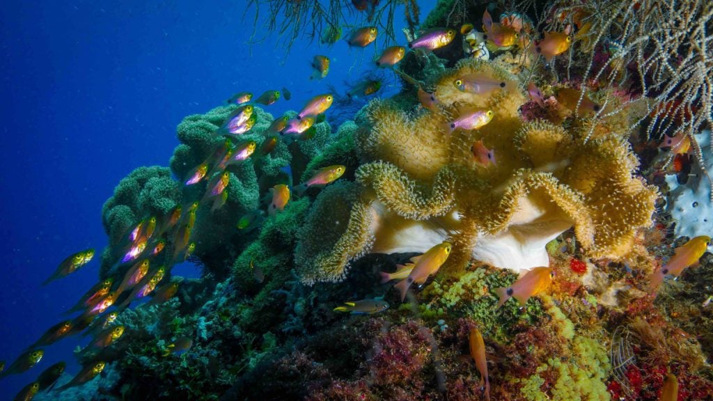 Raja Ampat is Famous for Huge Schools of Fish