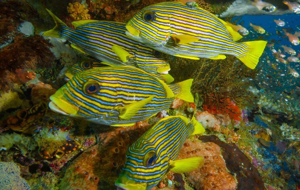 Raja Ampat is Famous for Huge Schools of Fish