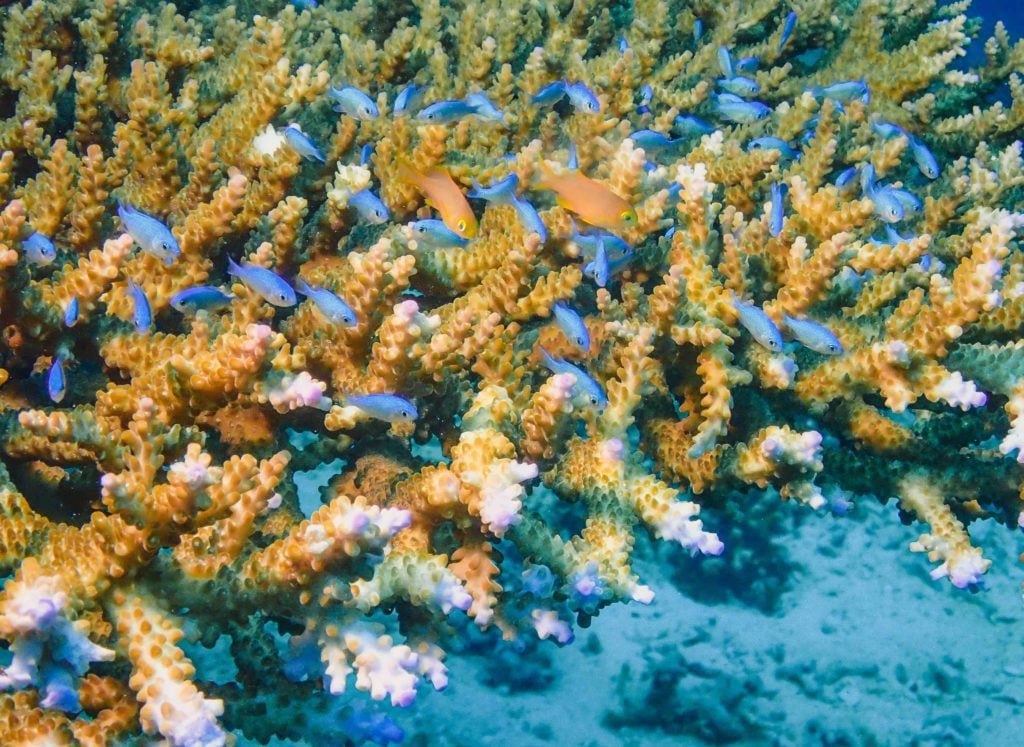 Raja Ampat is Famous for Huge Schools of Fish