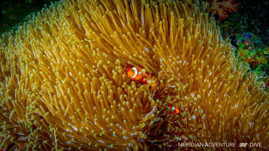 Top Raja Ampat Dive Sites Part 1