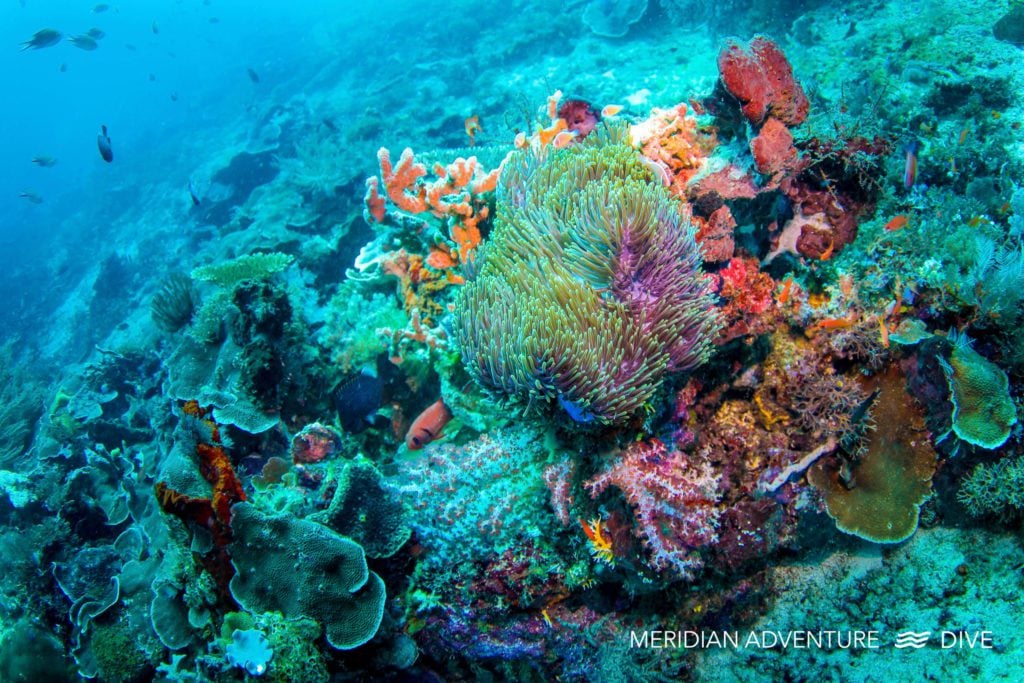 Top Raja Ampat Dive Sites Part 1