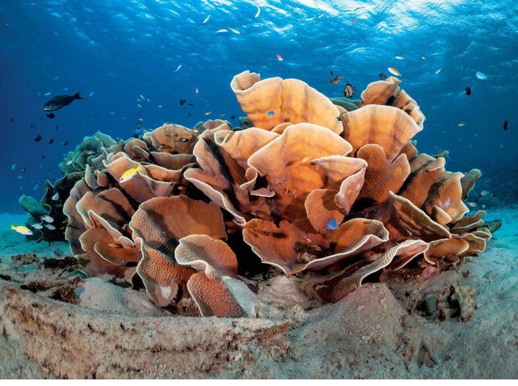 Best Place For Scuba Diving In Papua New Guinea 3 Mocklon Island - Scuba Diving In Papua New Guinea