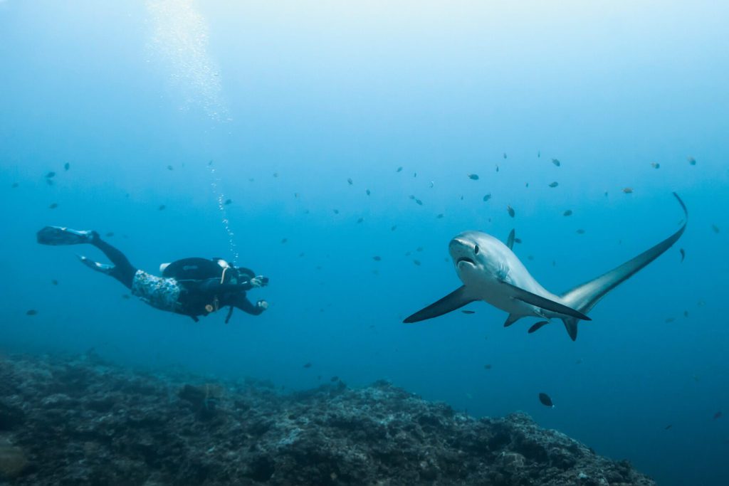 Best Places For Scuba Diving In The Philippines 2 Malapascua Thresher Shark with Diver - Scuba Diving In The Philippines