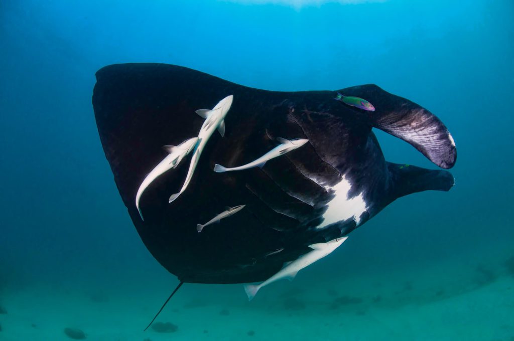 Best Place For Scuba Diving In Papua New Guinea 2 Milne Bay - Scuba Diving In Papua New Guinea