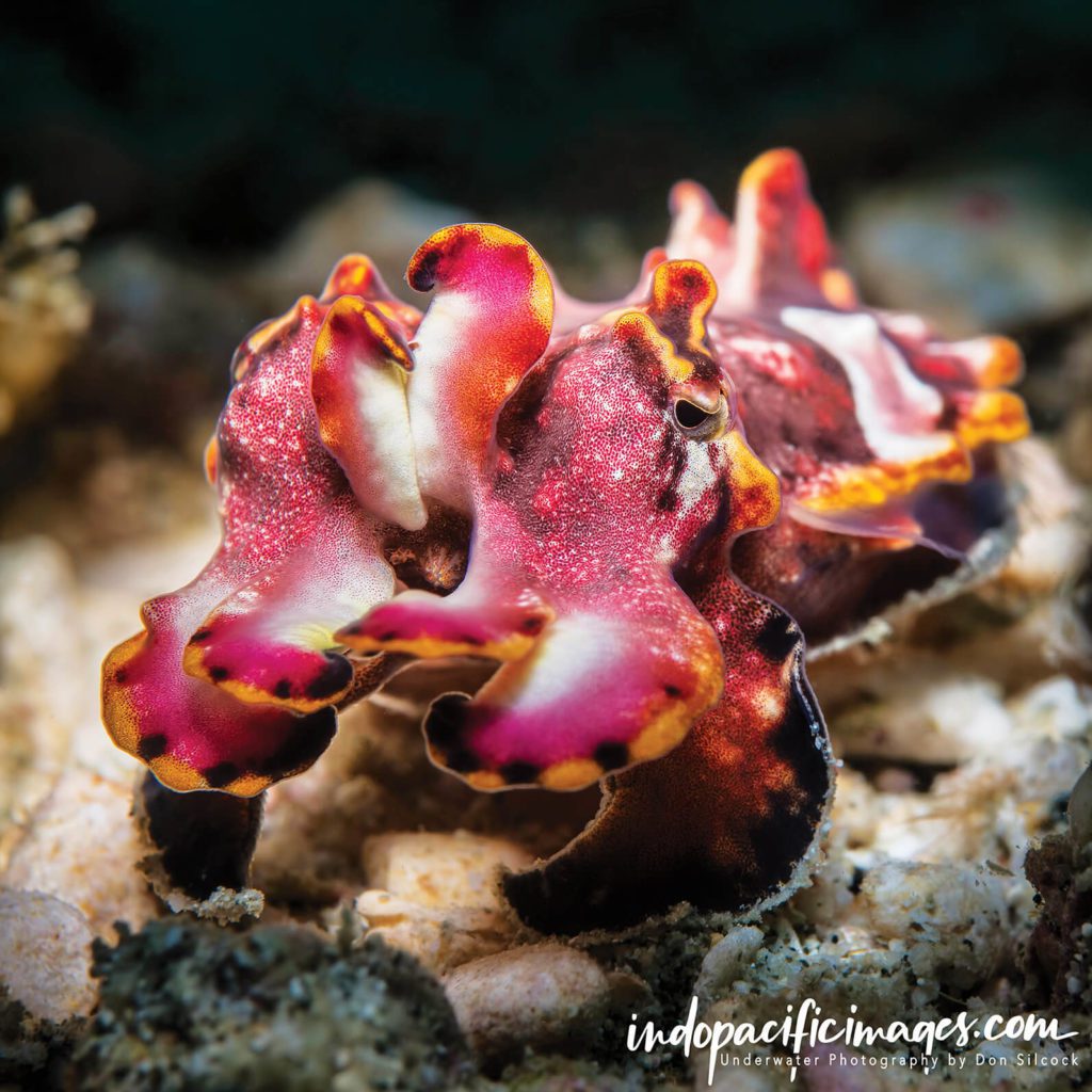 Best Place For Scuba Diving In Papua New Guinea 4 Samarai Jetty - Scuba Diving In Papua New Guinea