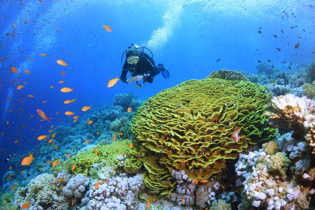 Best Places For Scuba Diving In The Middle East 4 Eilat - Scuba Diving In The Middle East