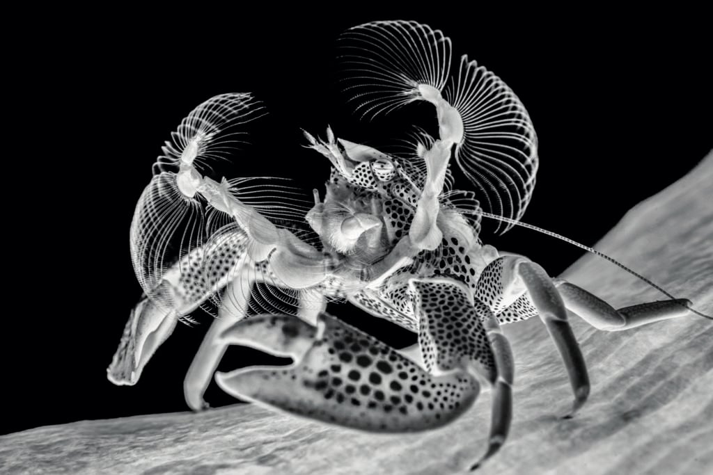Insider Guide: How To Win Underwater Photographer Of The Year 4 Nick More’s perfectly timed image of a backlight porcelain crab feeding, really stood out in the black and white category where most images are wide angle scenes.