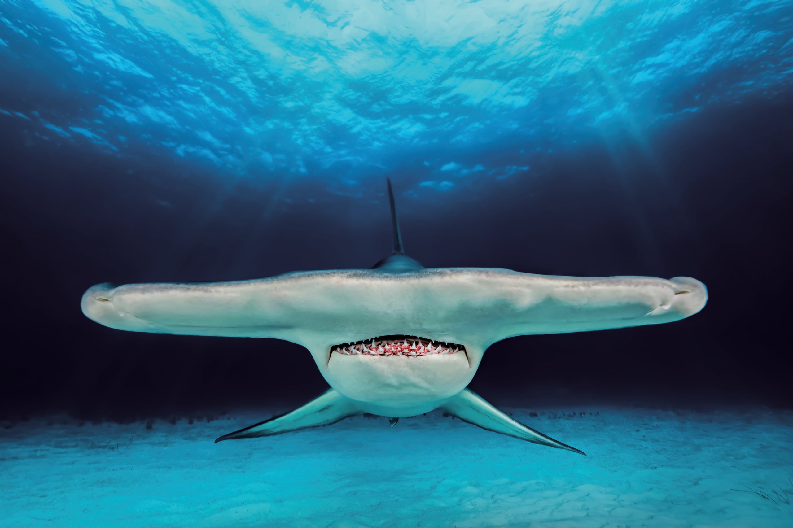 Insider Guide: How To Win Underwater Photographer Of The Year 6 Jacob Degee’s great hammerhead shark immediately grabs your attention with a dramatic subject in a graphically strong pose
