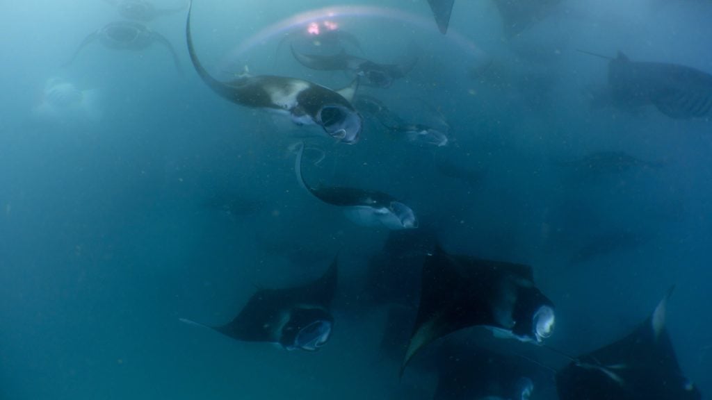 Maldives Manta Season Without the Madness