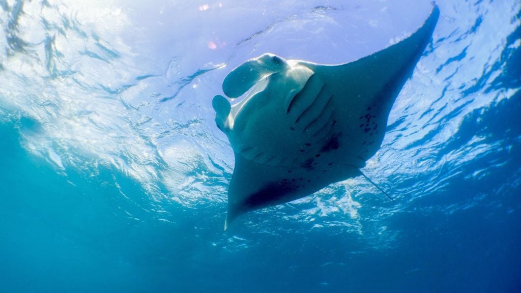 Maldives Manta Season Without the Madness