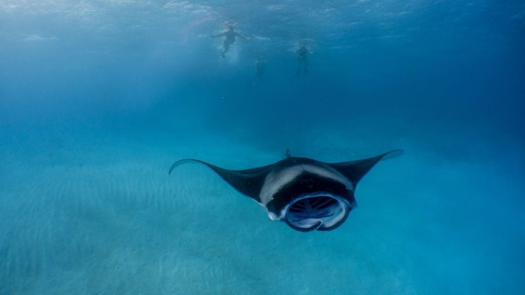 Maldives Manta Season Without the Madness