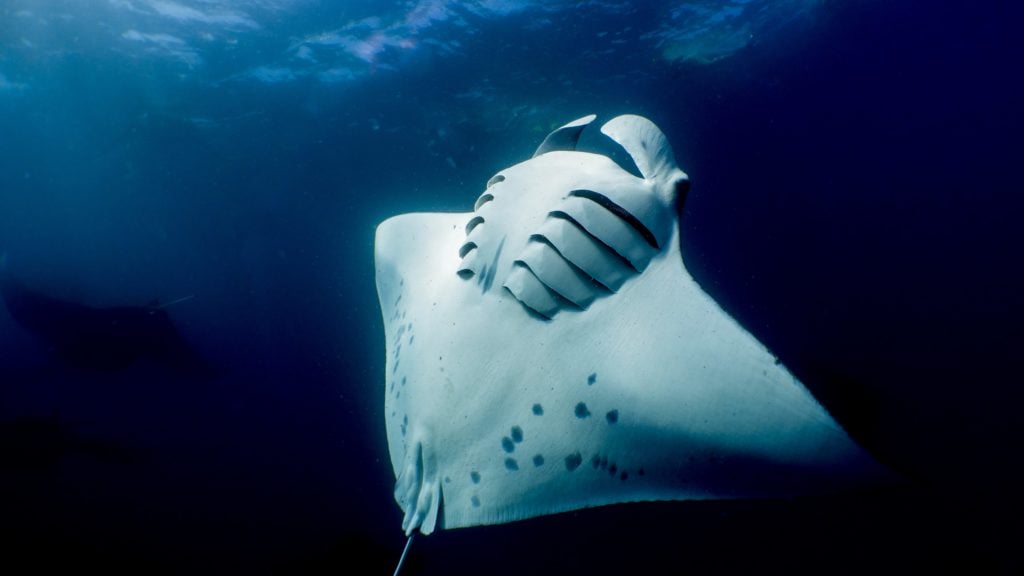 Maldives Manta Season Without the Madness