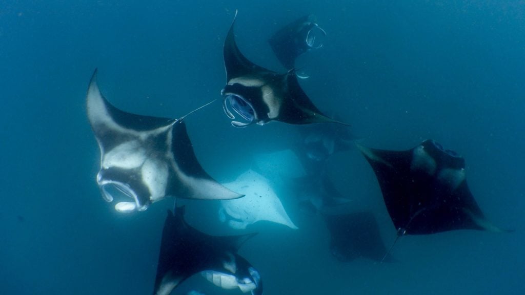 Maldives Manta Season Without the Madness