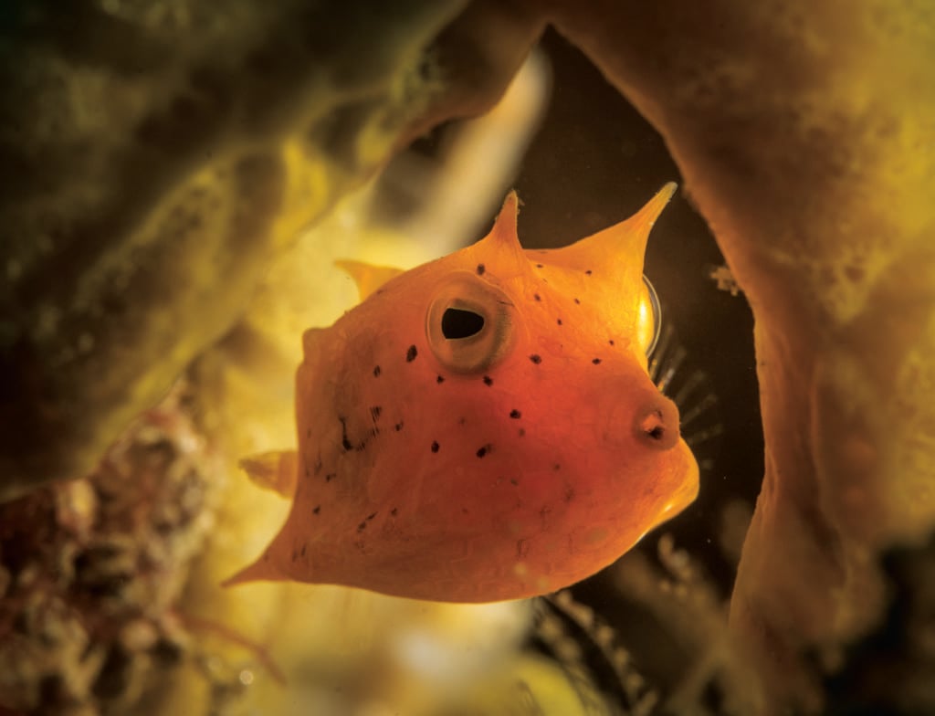 Framing and Lighting is important in Underwater Macro Photography