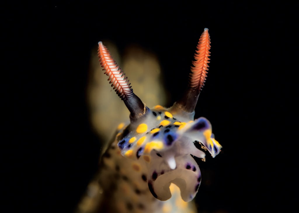 Head On Nudibranch #4