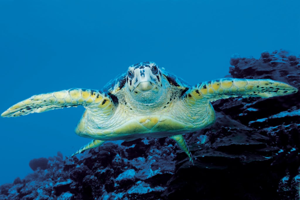 close encounter of the turtle kind