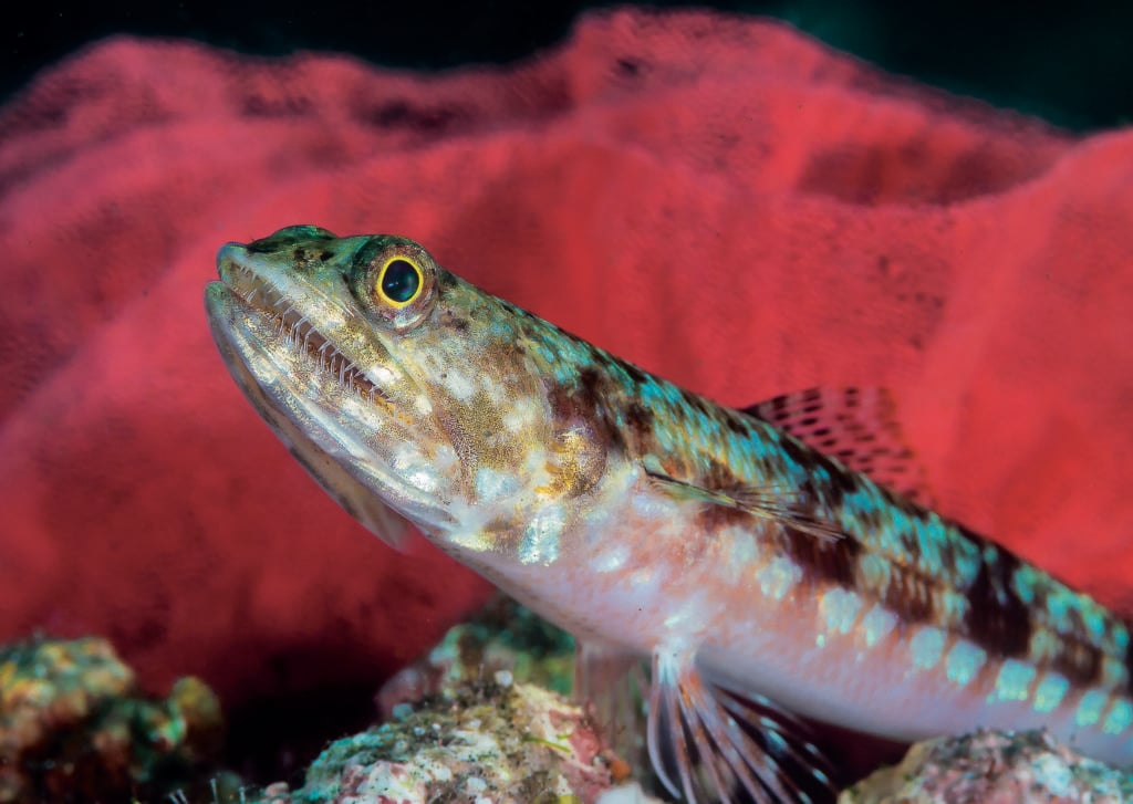 Lizardfish in front of Spanish Dancer eggs