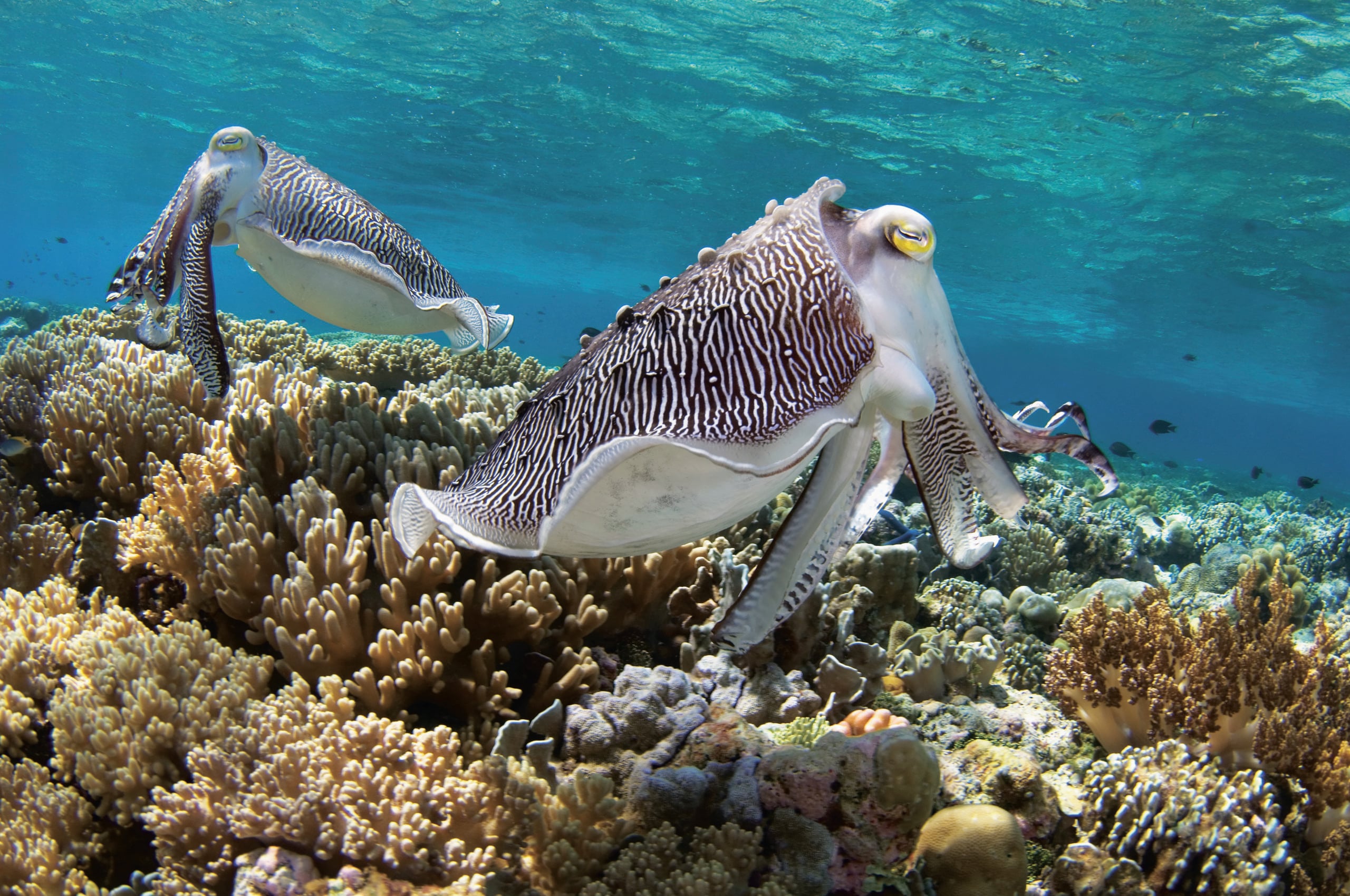 Wakatobi’s Resort - Dream Luxury Dive Vacation in Southeast Sulawesi 3 Cuttlefish