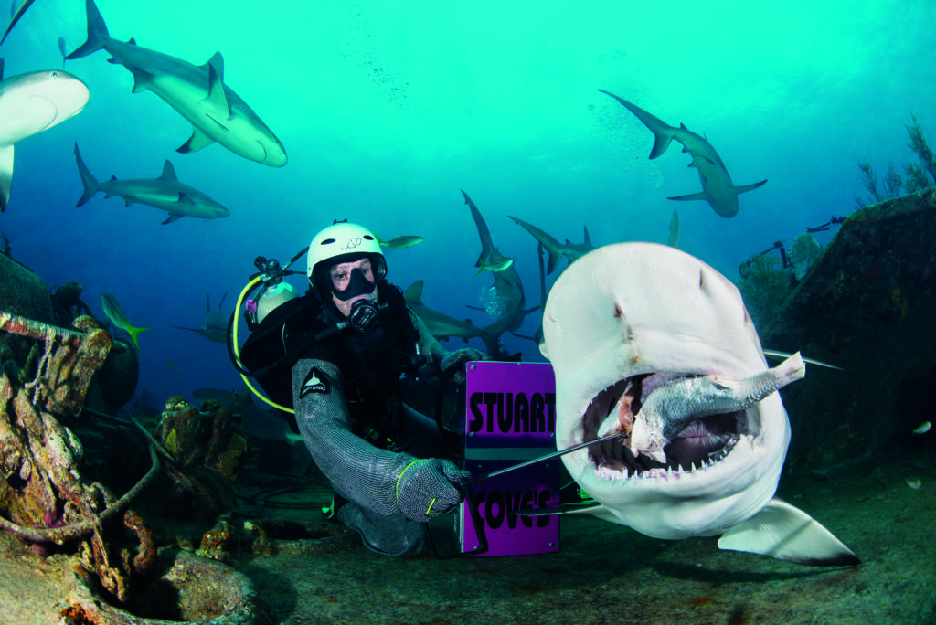 Bahamas Shark Central Mind Blowing Creatures Divers Can Encounter Underwater 2 Photographs by Mark Evans and Stuart Philpott