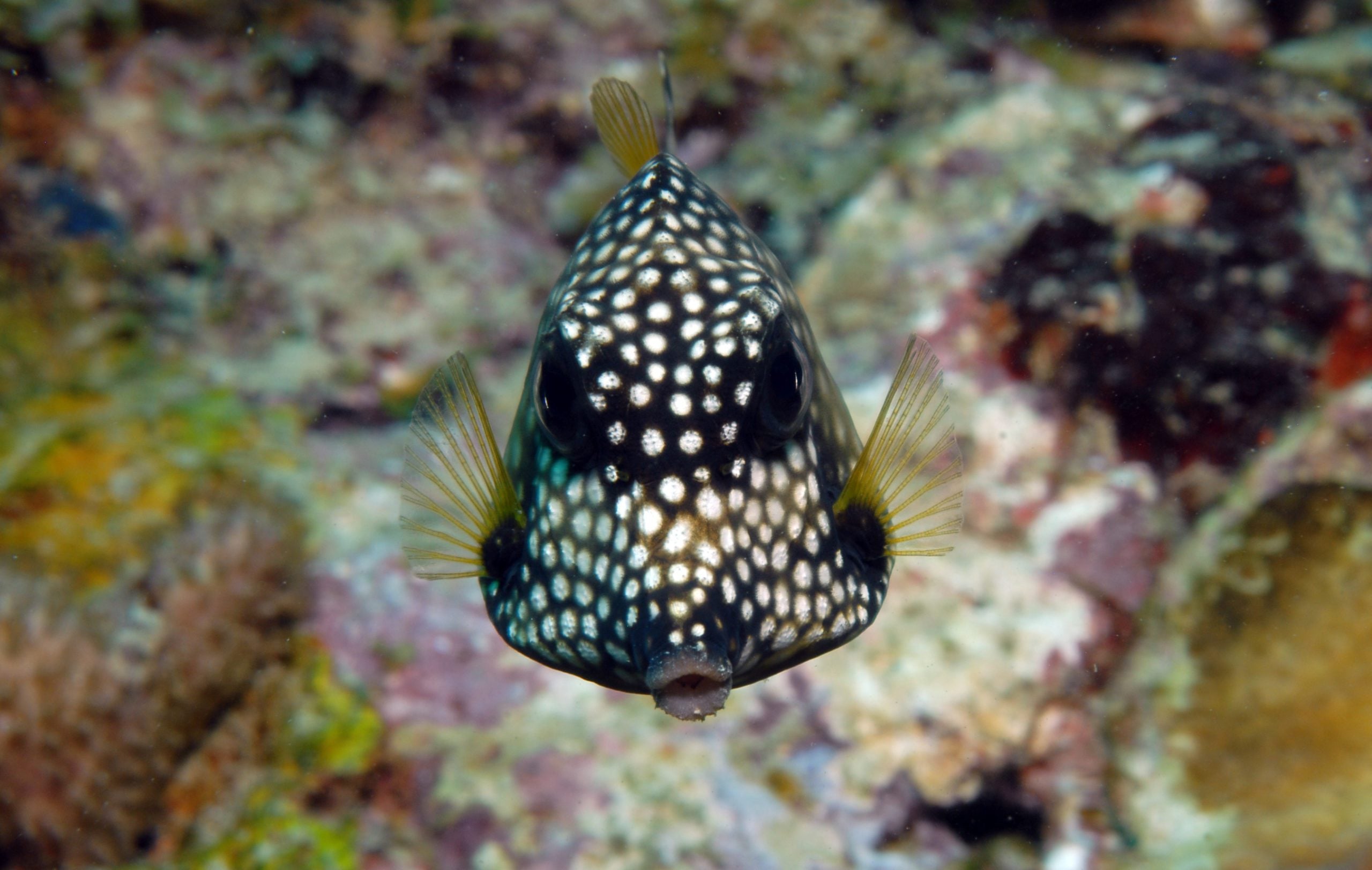 Grenada Diving by Amanda Cuff