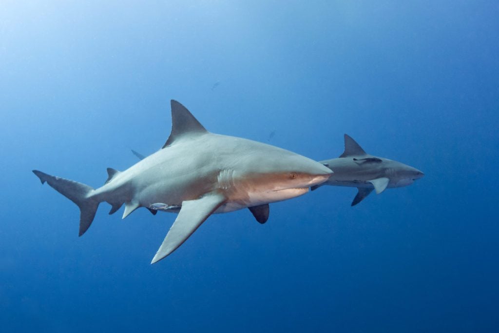 Bull sharks