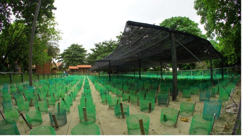 A Haven For Turtles