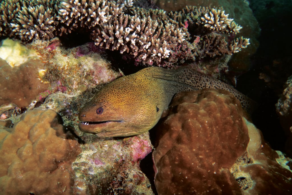 Saxon Reef moray eel by Deb Dickson-Smith_4386