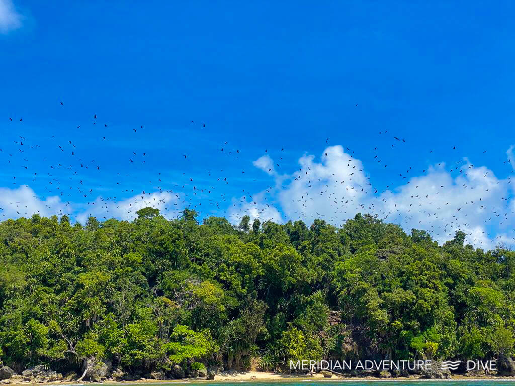 The Huge Fruit Bats of Raja Ampat