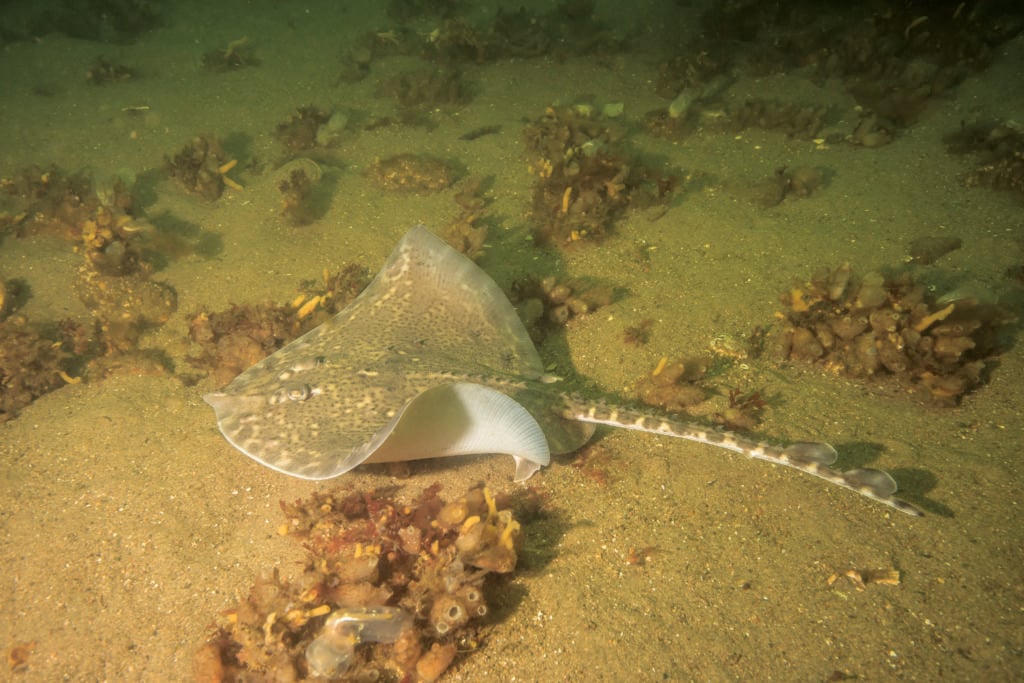 Search for a Scottish spurdog 9 Thornback Ray