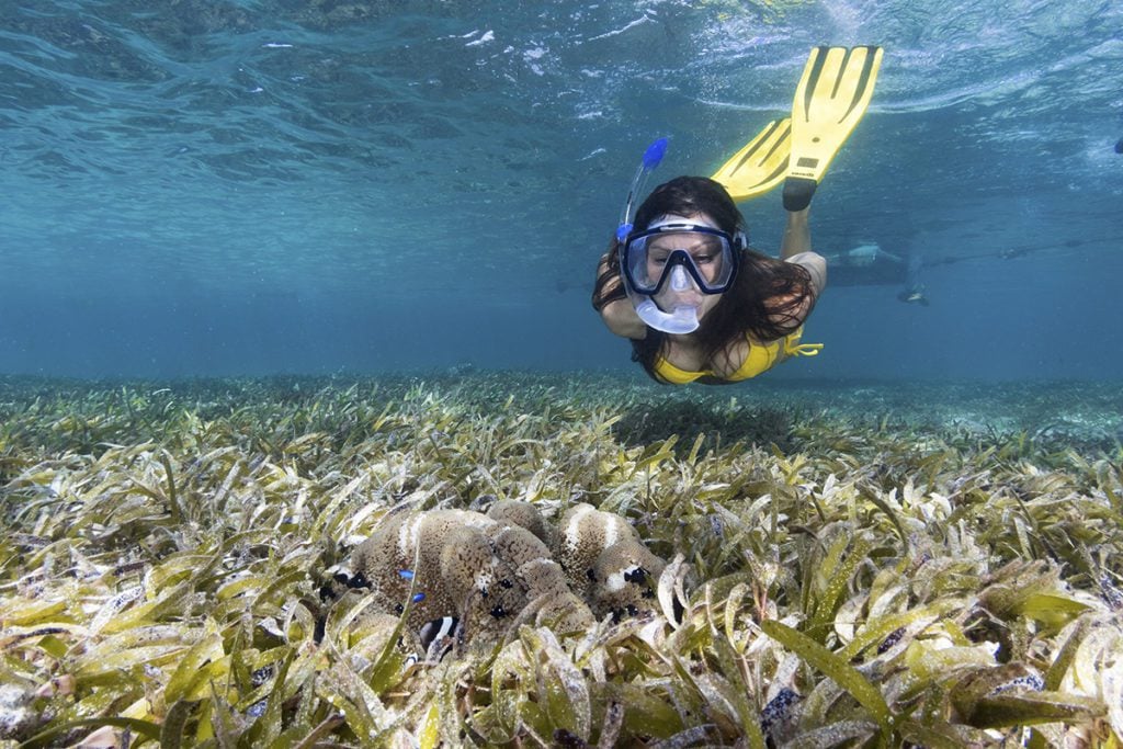 Hidden World of Wakatobi's Seagrass Meadows 1 seagrass