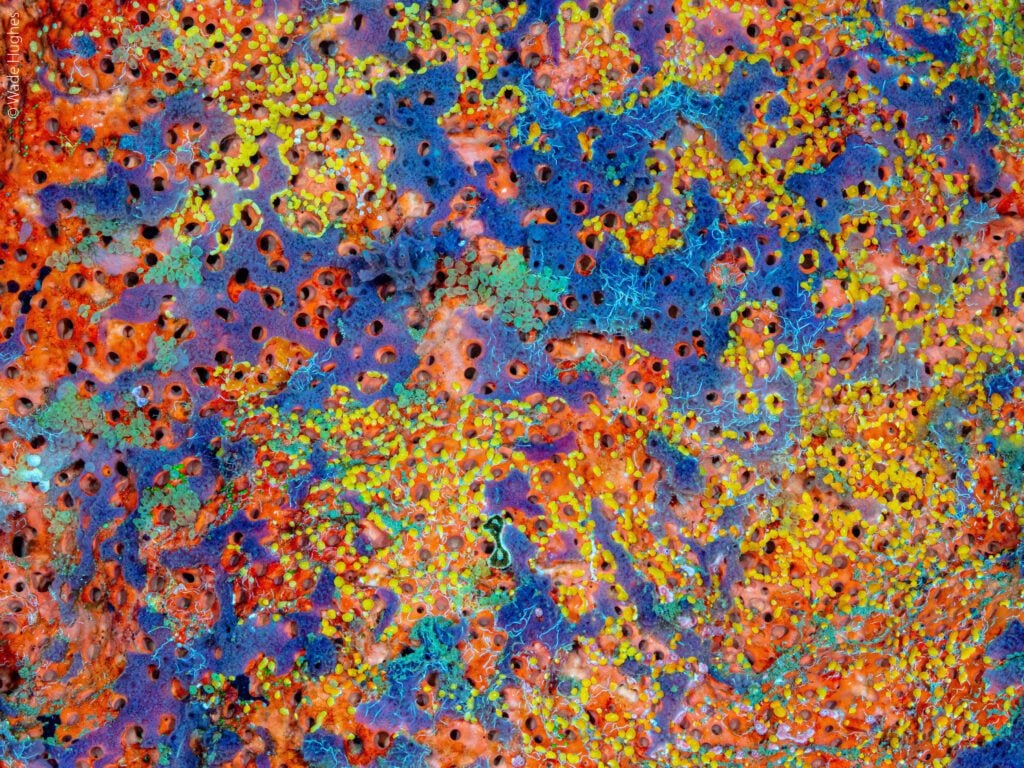 Finalist Wade Hughes UWTAd18b6 6 Aquatic Abstract 1