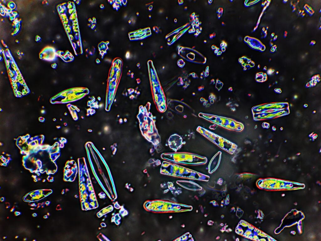 Diatoms