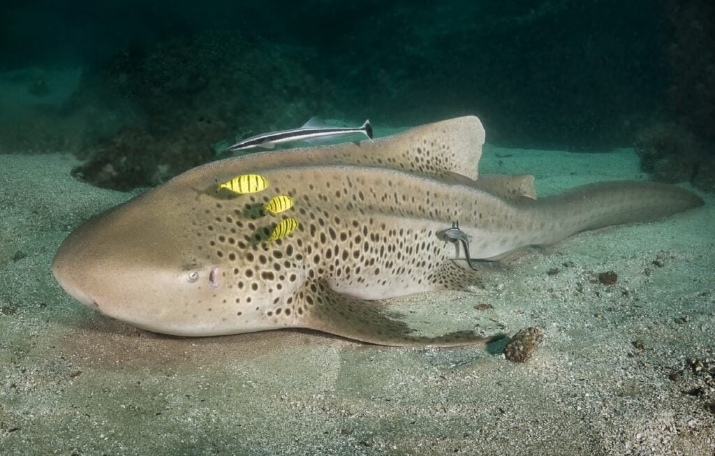 Leopard or Zebra shark