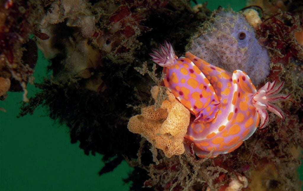 Nudibranchs