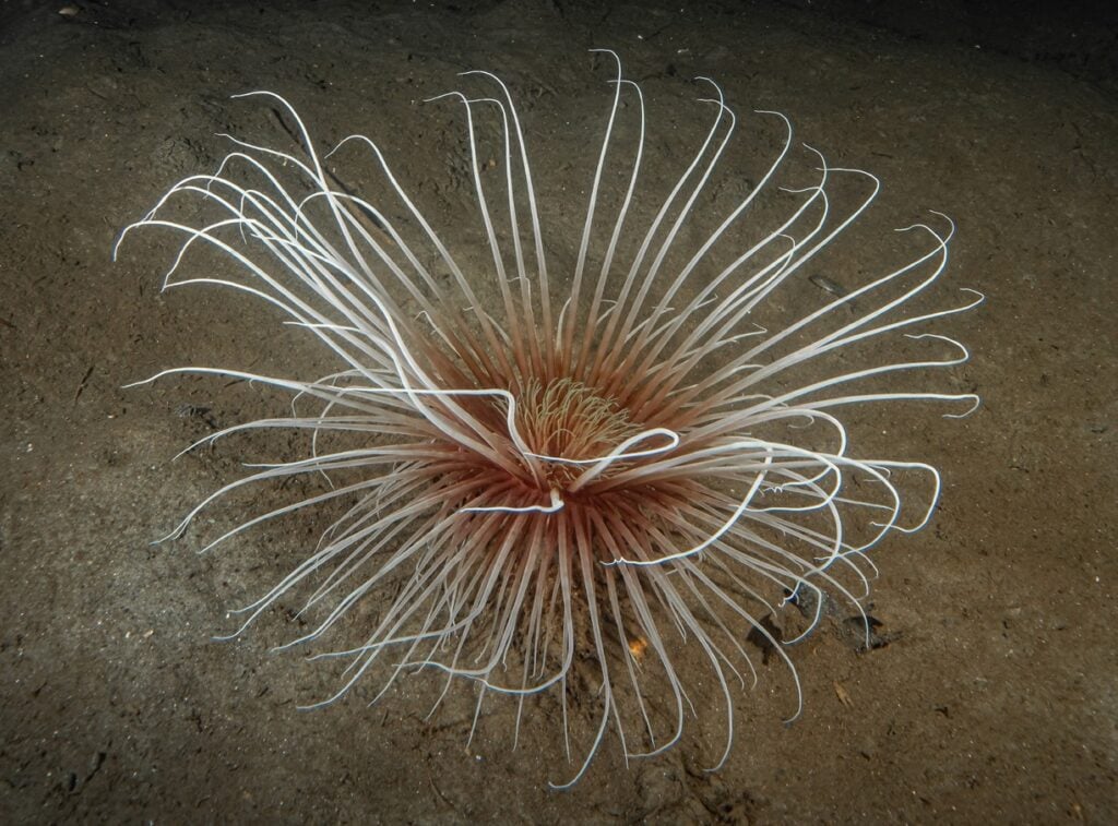 Anemone