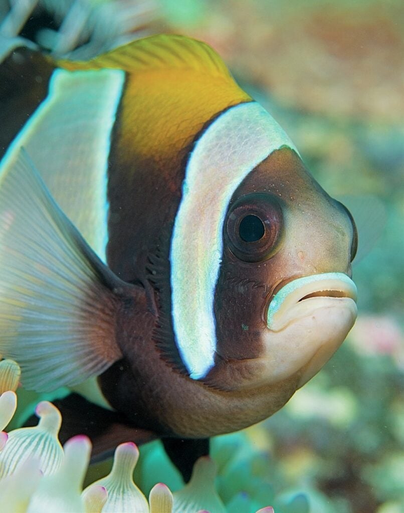 Anemonefish Portrait