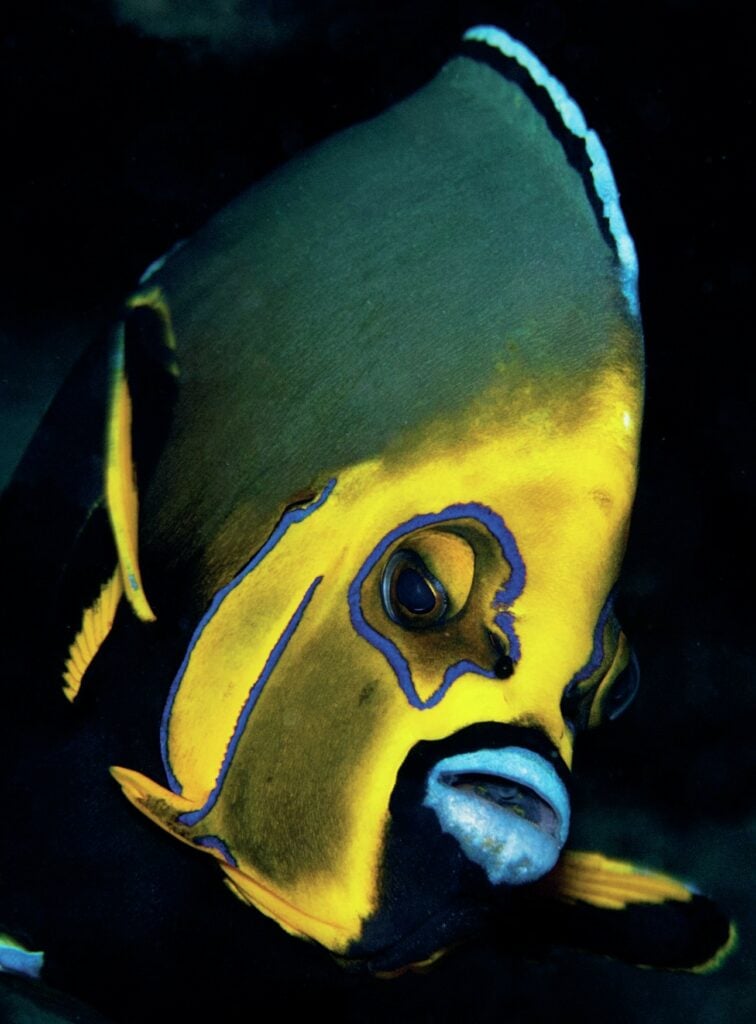 Angelfish displaying amazing colours
