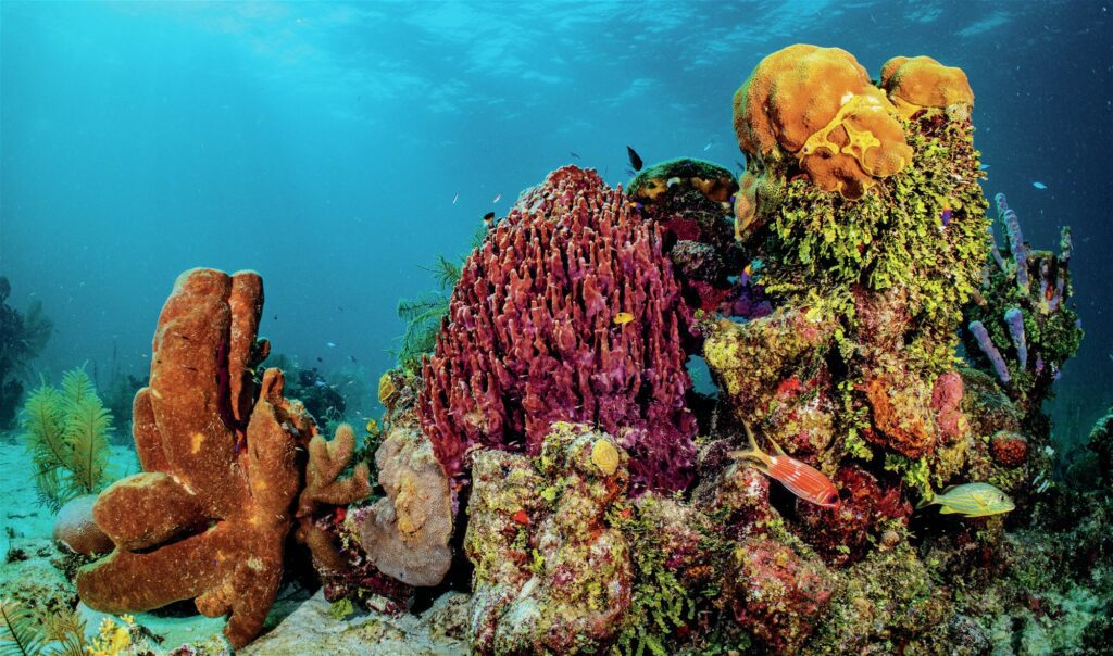 Diving in the Eye of the Storm: Byron Conroy's Belize Journey 3 Healthy reef system