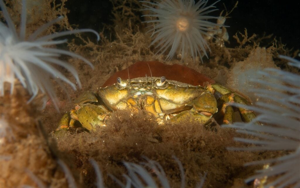 Common Crab