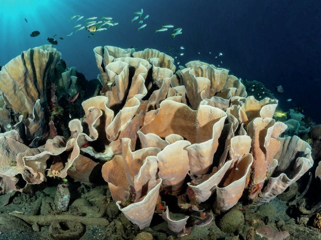 Coral Formations