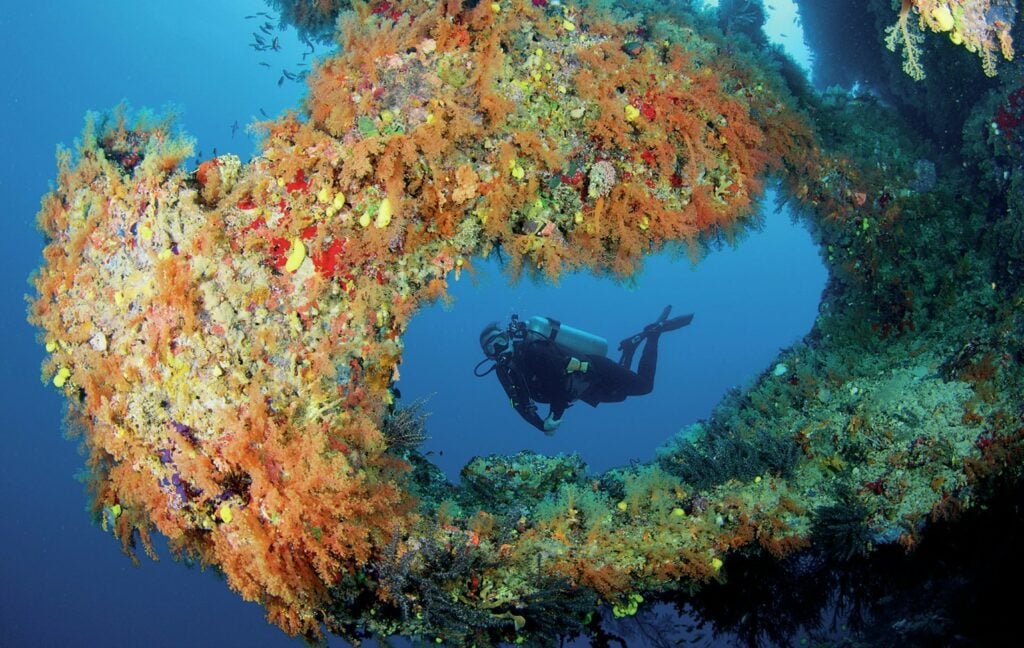 Exploring the Bligh Waters: The Soft Coral Capital of the World 5 Everywhere is covered in marine growth