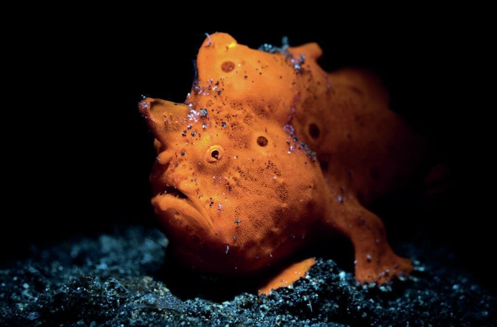 Dive into Siladen Island: A Mecca for Underwater Photographers 9 Frogfish