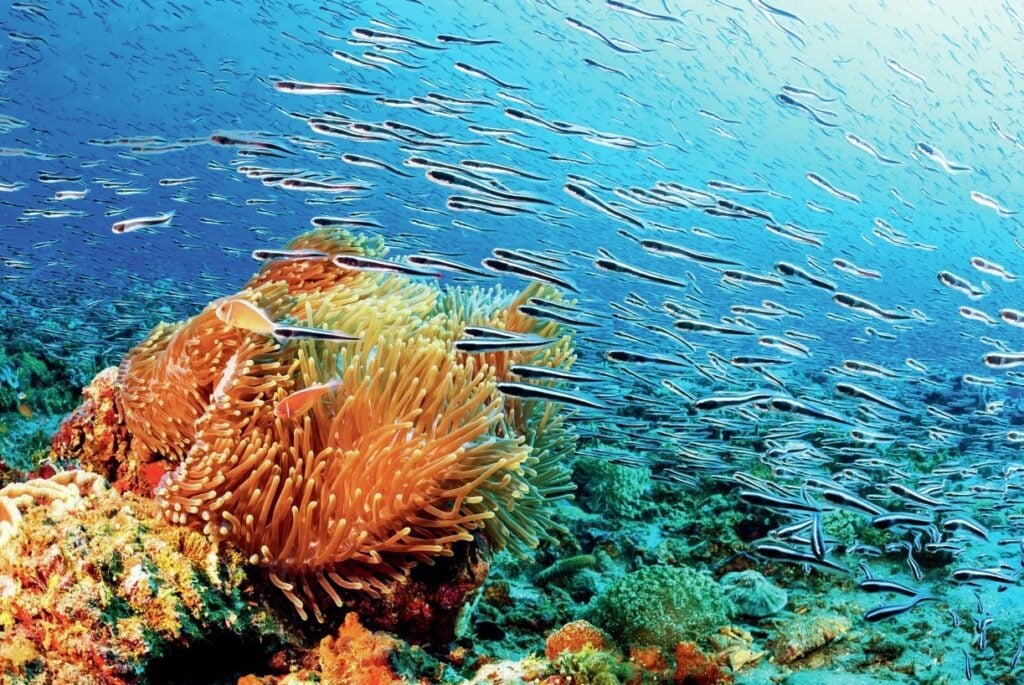 Large school of convict blennies flying past an anemone