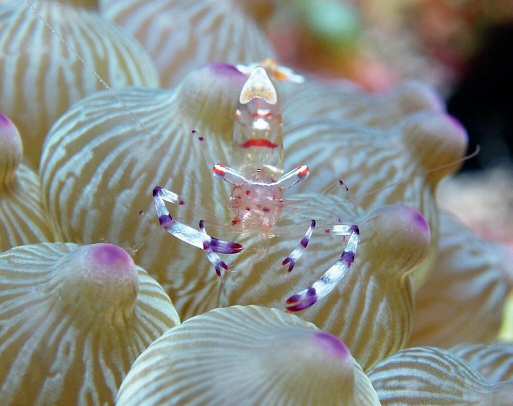 ocean Macro life