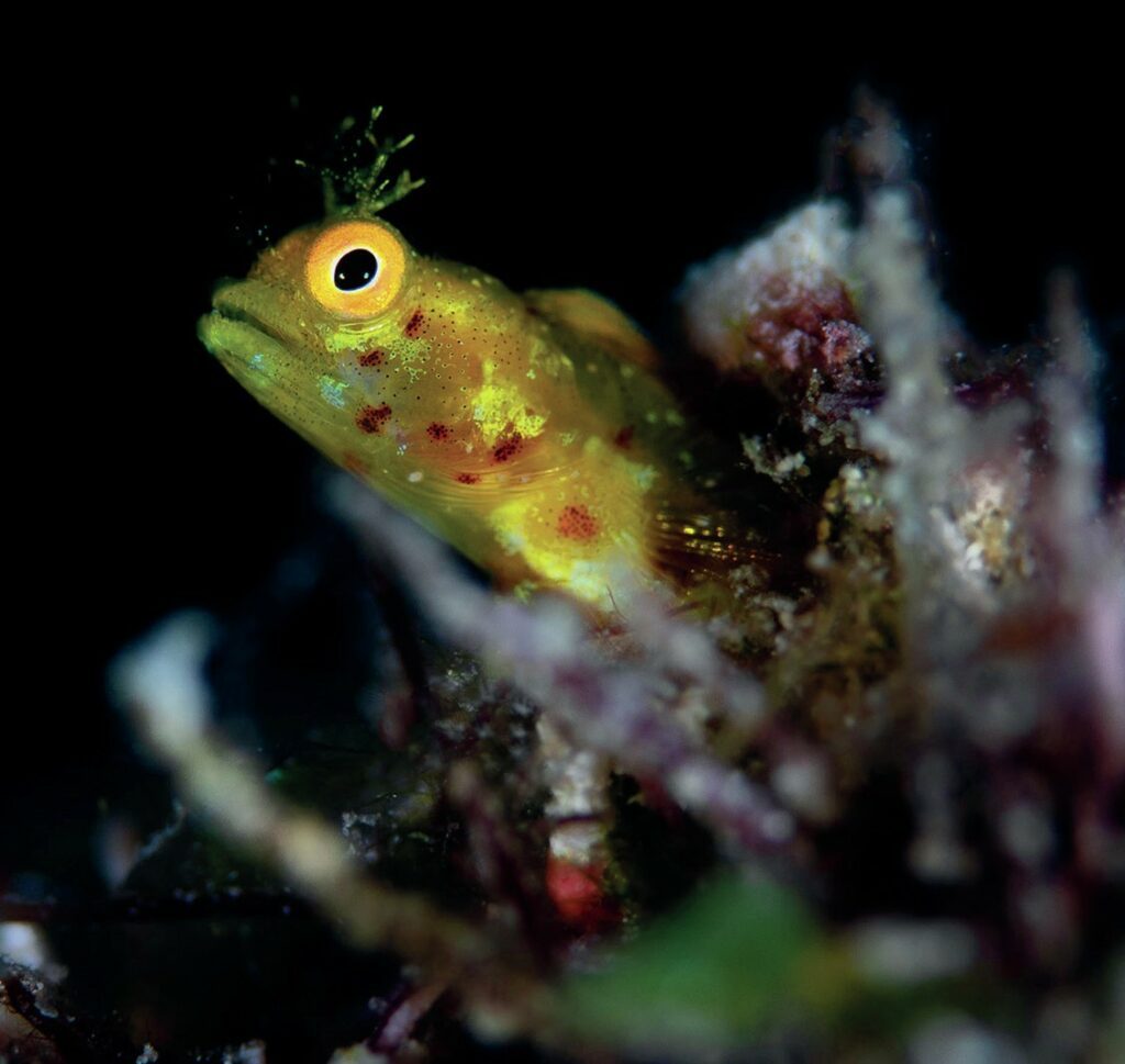 Diving in the Eye of the Storm: Byron Conroy's Belize Journey 5 Macro Life
