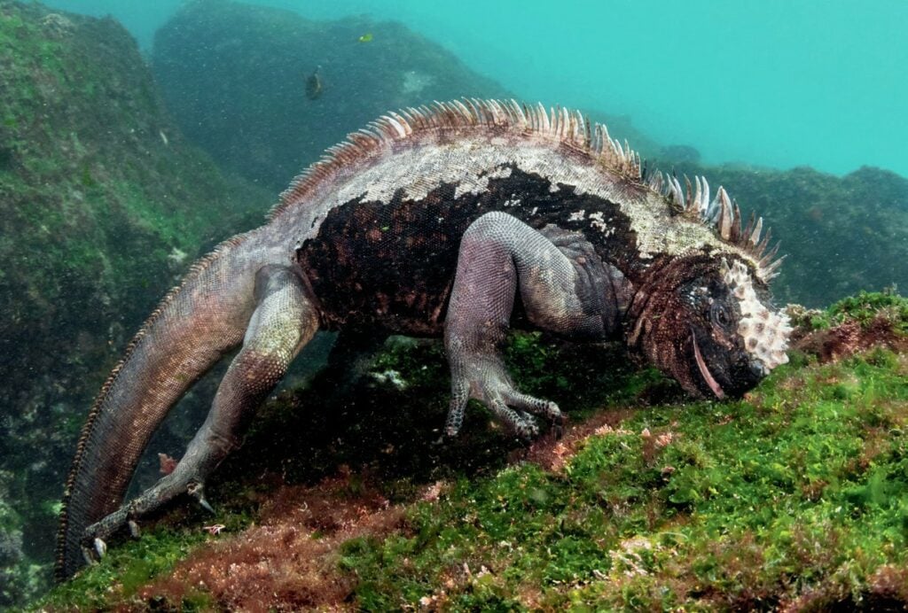 Marine iguana